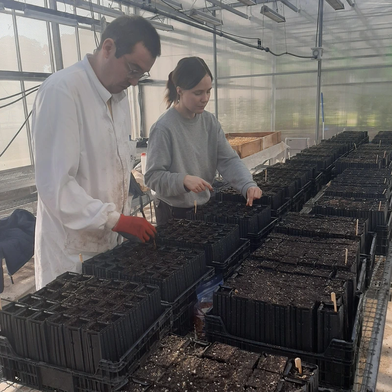 MITICFOR sowing again